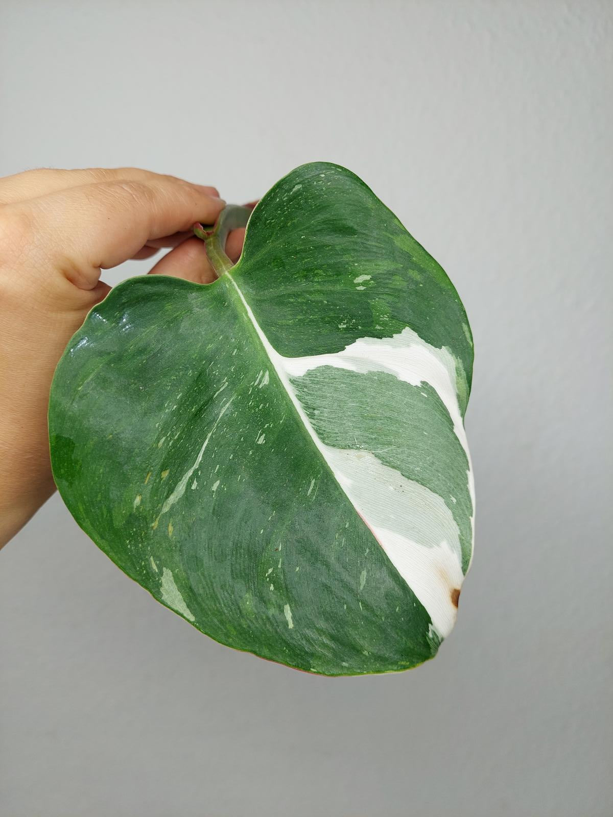 Philodendron White Princess Aurea Tricolor Steckling