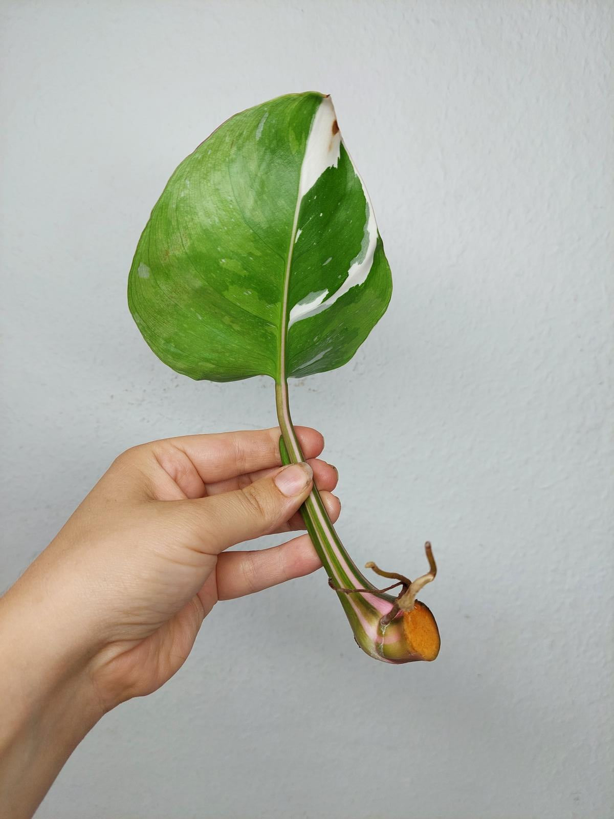 Philodendron White Princess Aurea Tricolor Steckling
