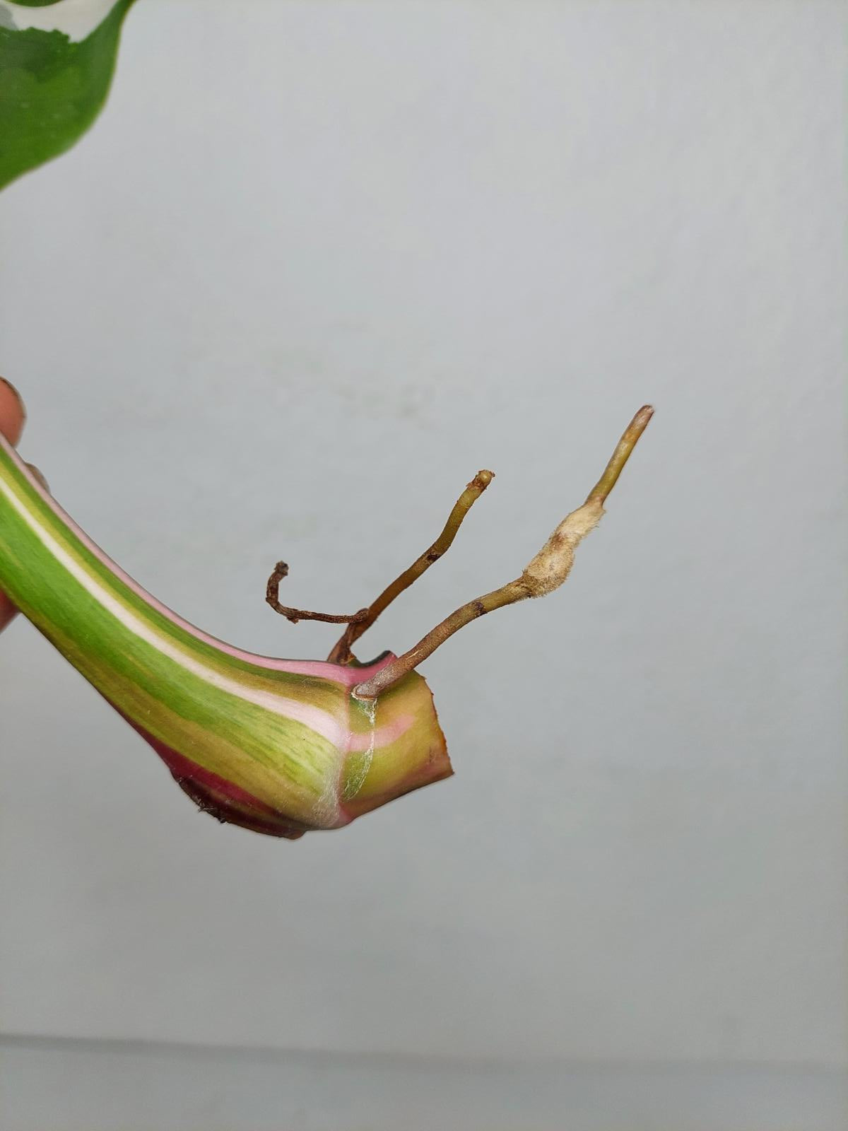 Philodendron White Princess Aurea Tricolor Steckling