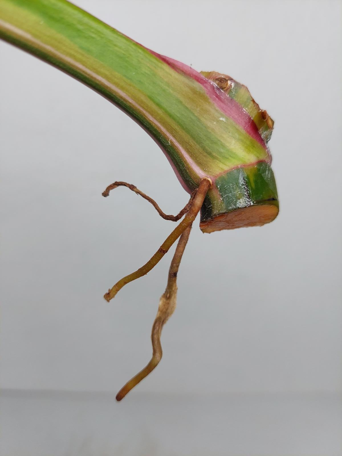 Philodendron White Princess Aurea Tricolor Steckling