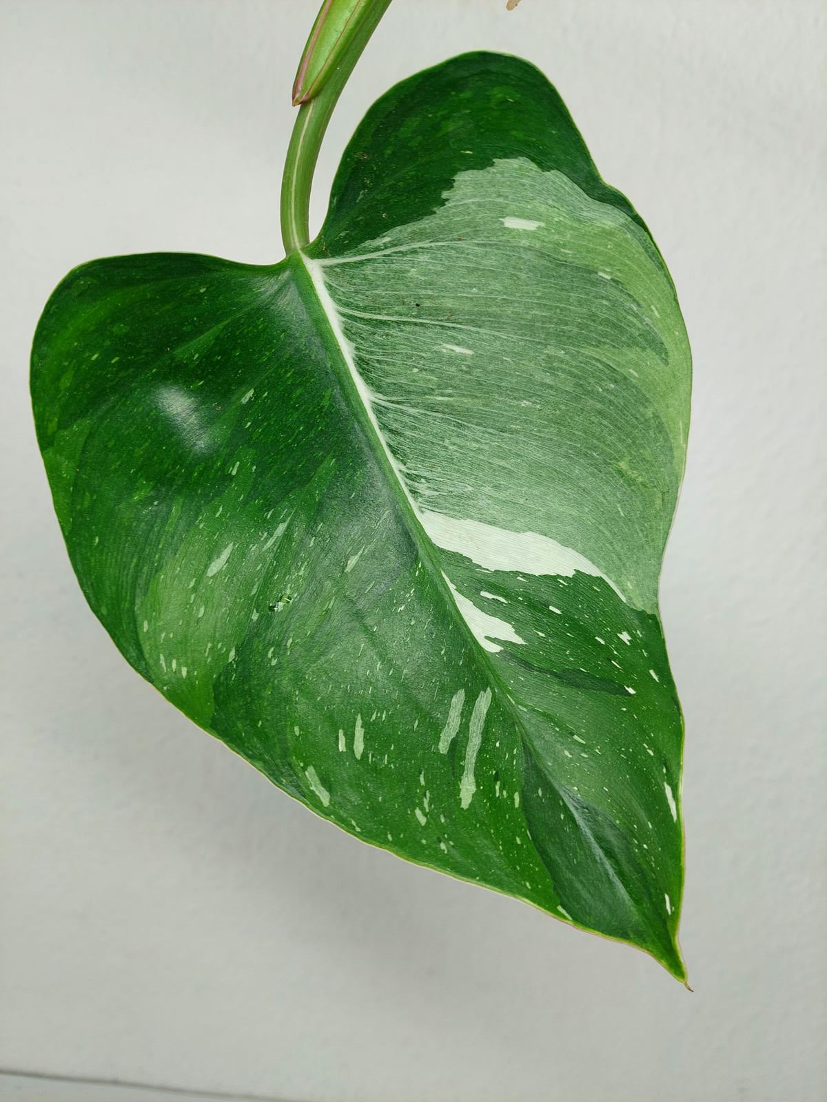 Philodendron White Princess Aurea Tricolor Steckling