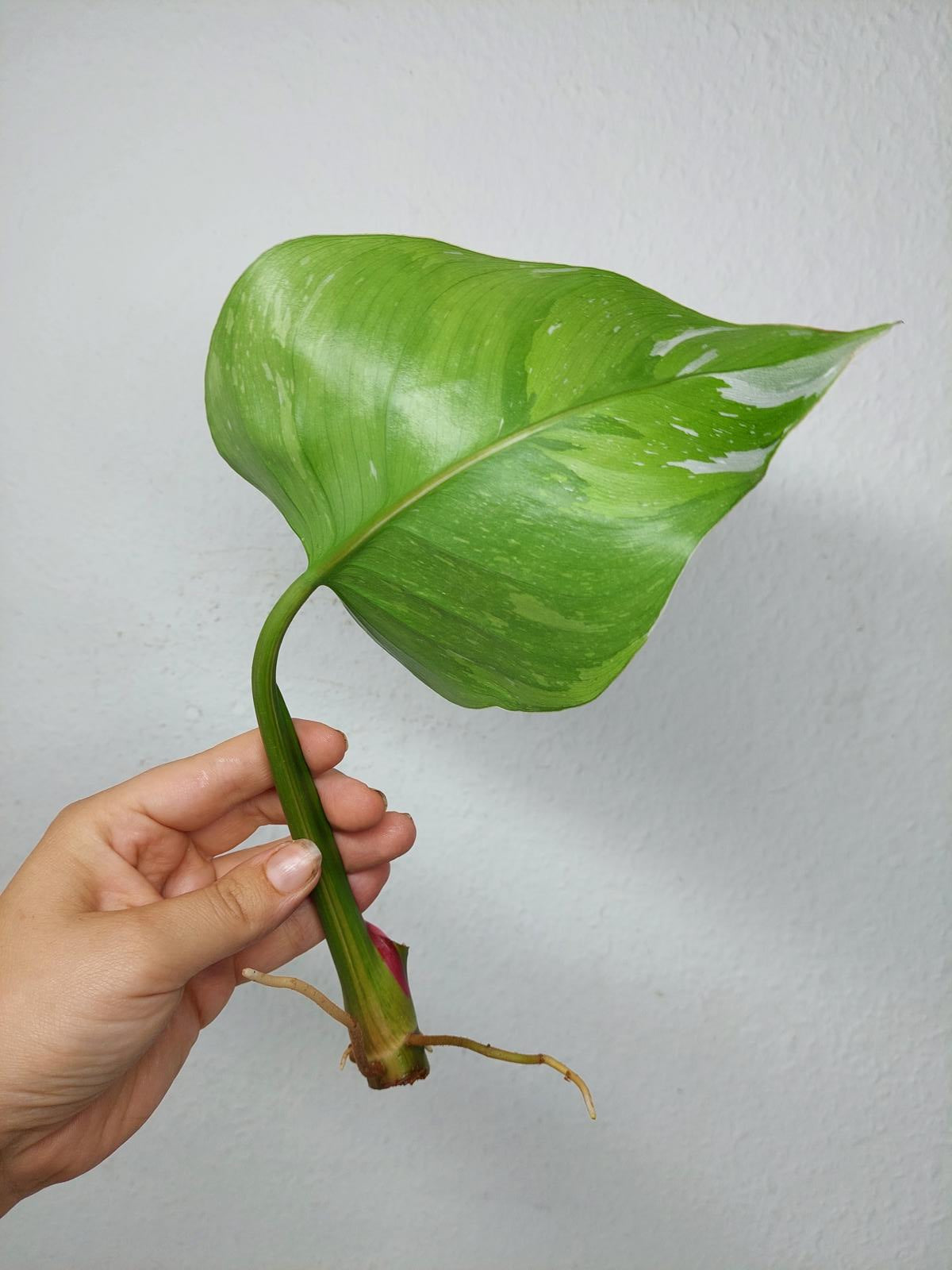 Philodendron White Princess Aurea Tricolor Steckling