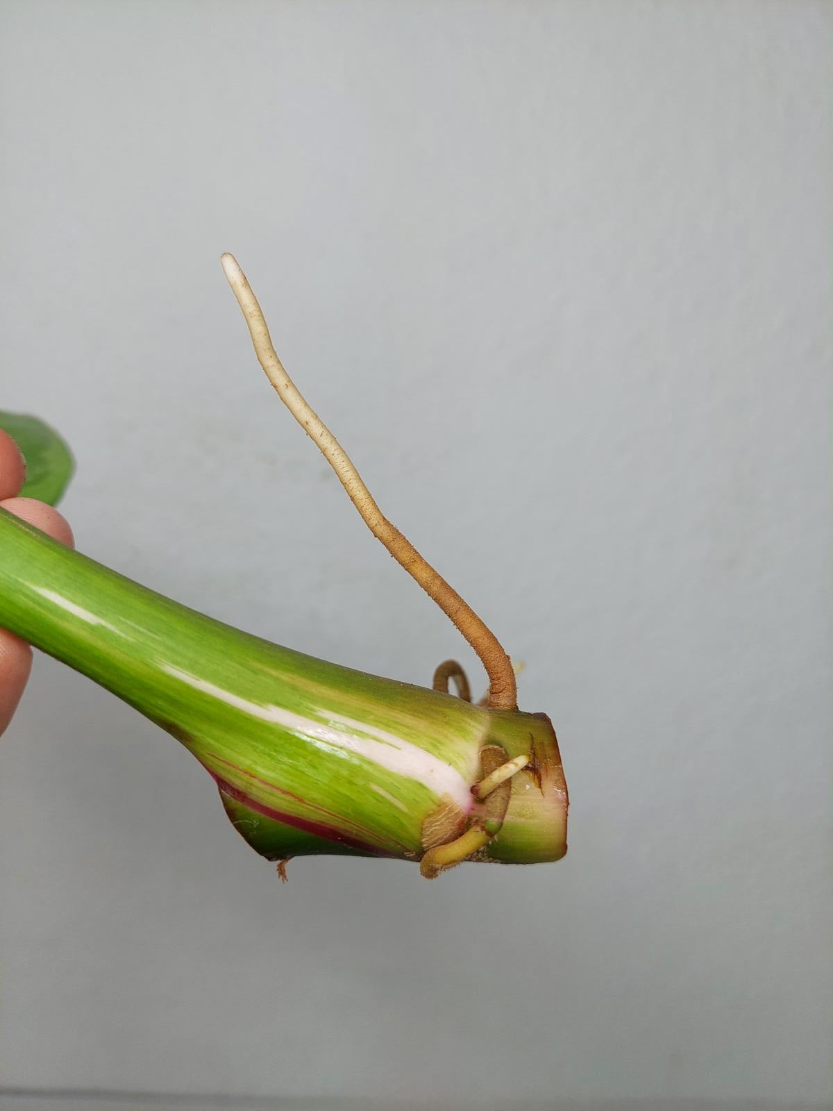 Philodendron White Princess Aurea Tricolor Steckling