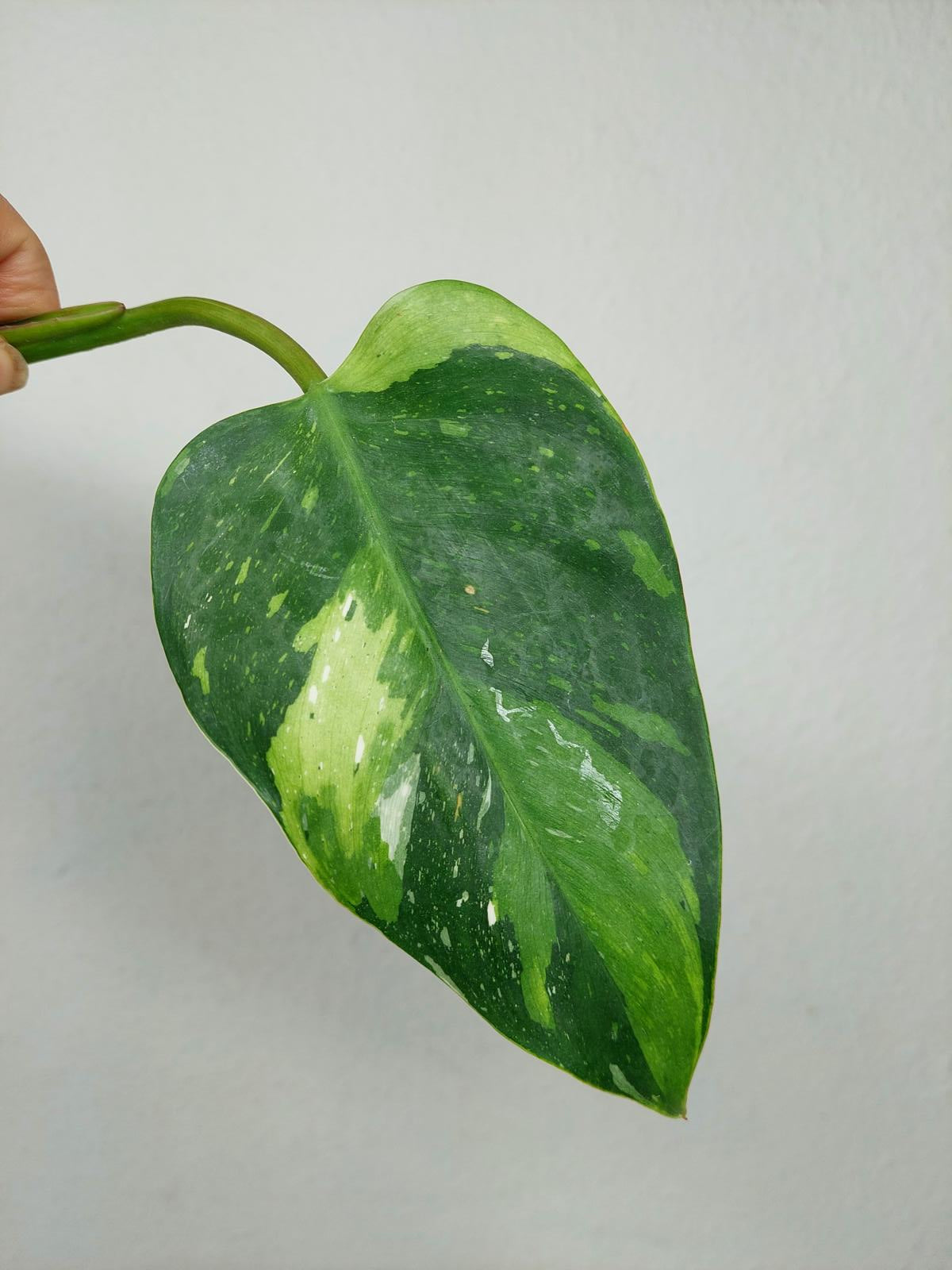 Philodendron White Princess Aurea Tricolor Steckling