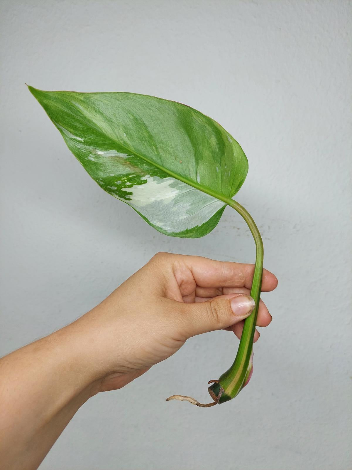 Philodendron White Princess Aurea Tricolor Steckling