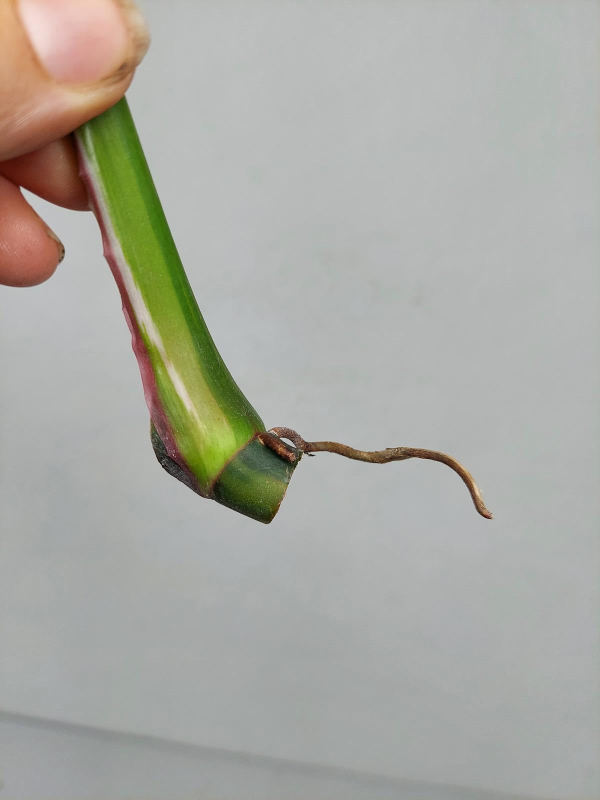 Philodendron White Princess Aurea Tricolor Steckling
