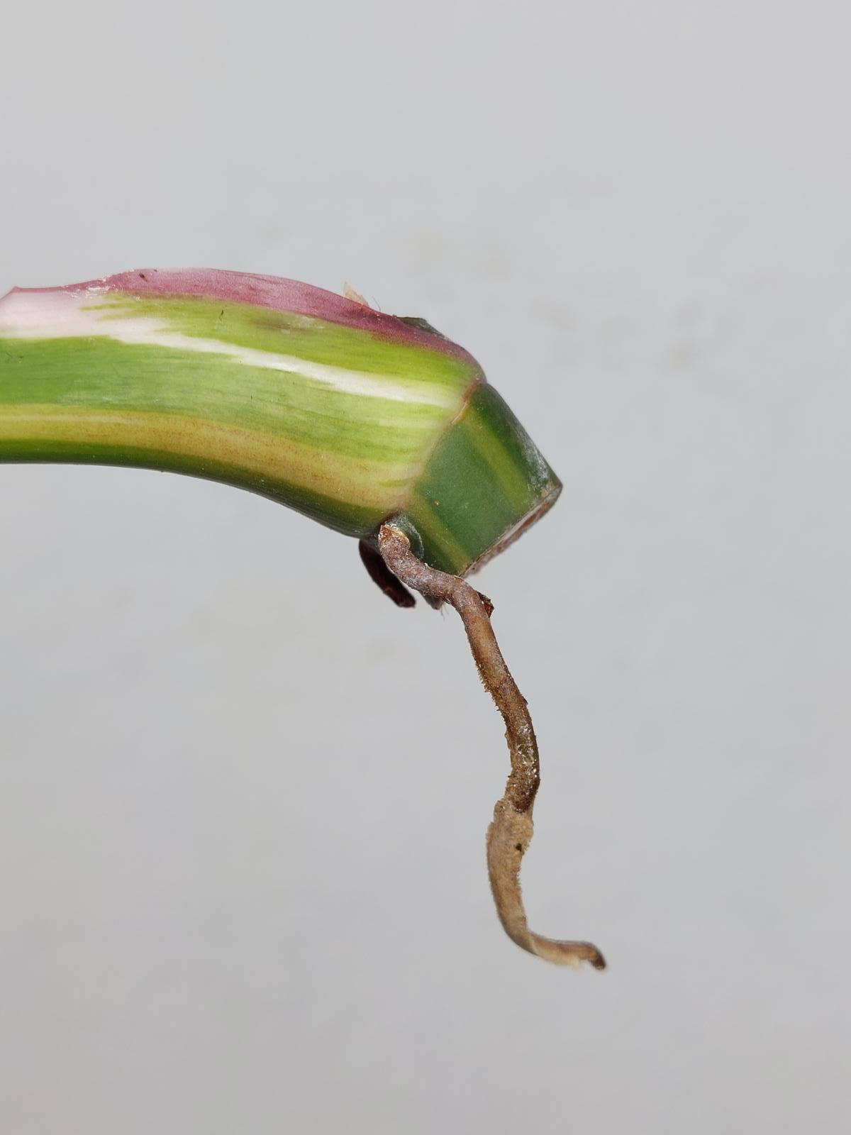 Philodendron White Princess Aurea Tricolor Steckling
