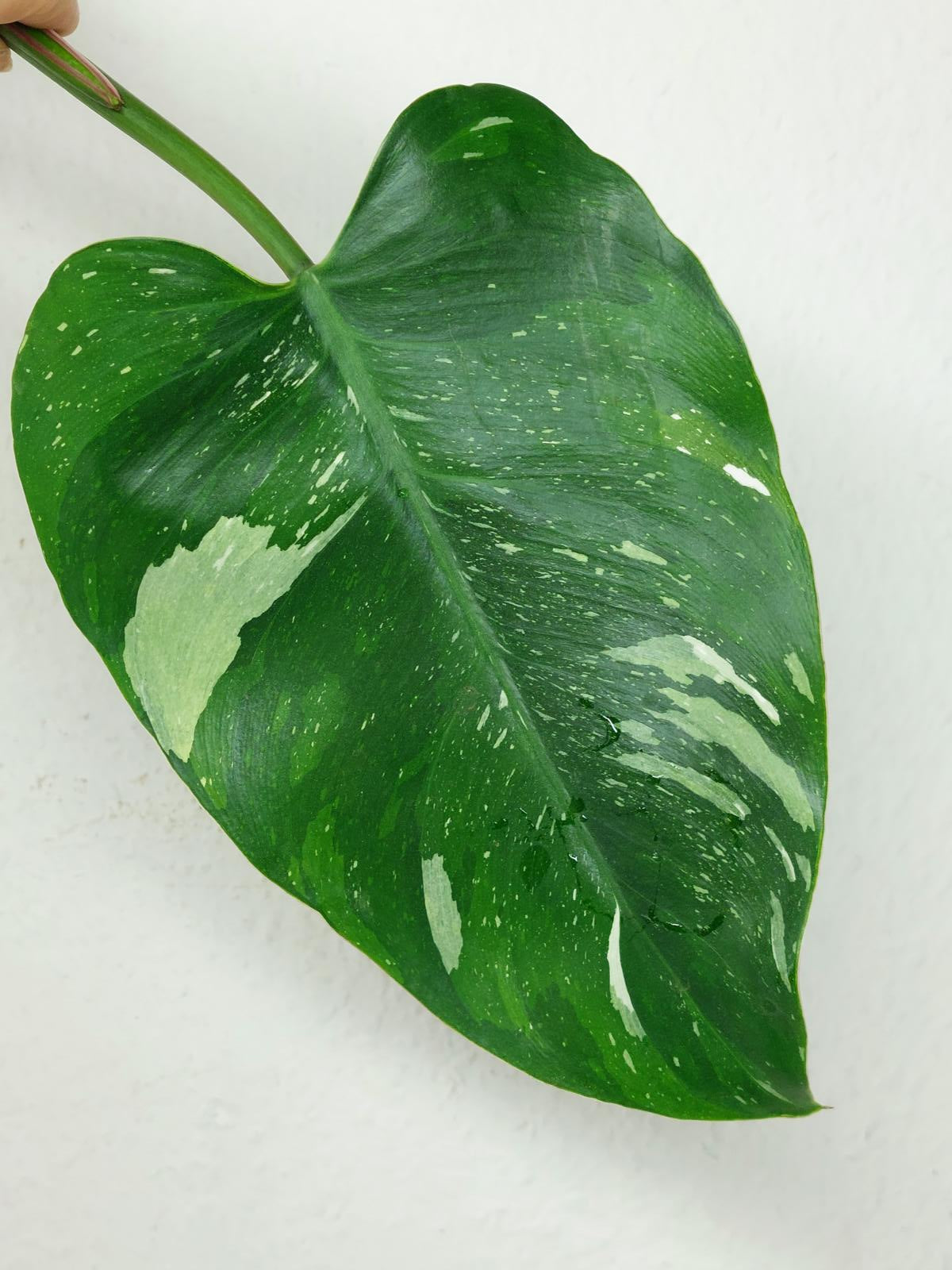 Philodendron White Princess Aurea Tricolor Steckling