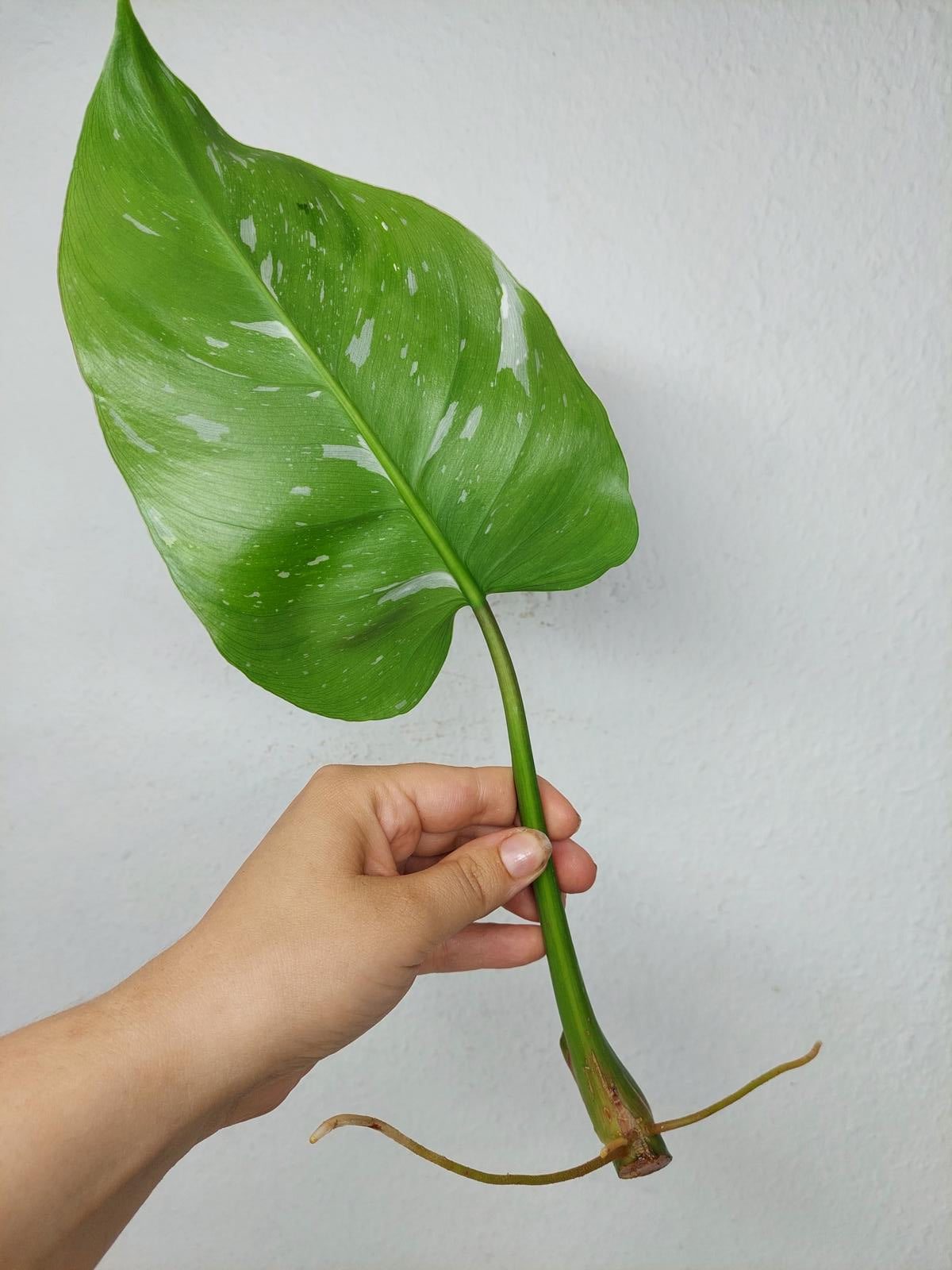 Philodendron White Princess Aurea Tricolor Steckling