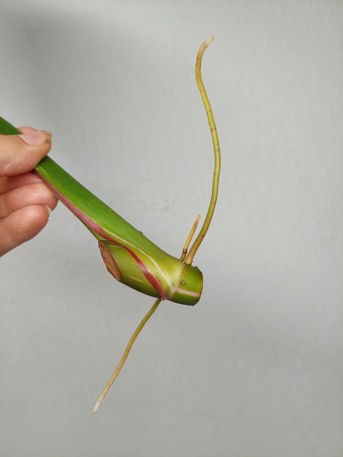 Philodendron White Princess Aurea Tricolor Steckling