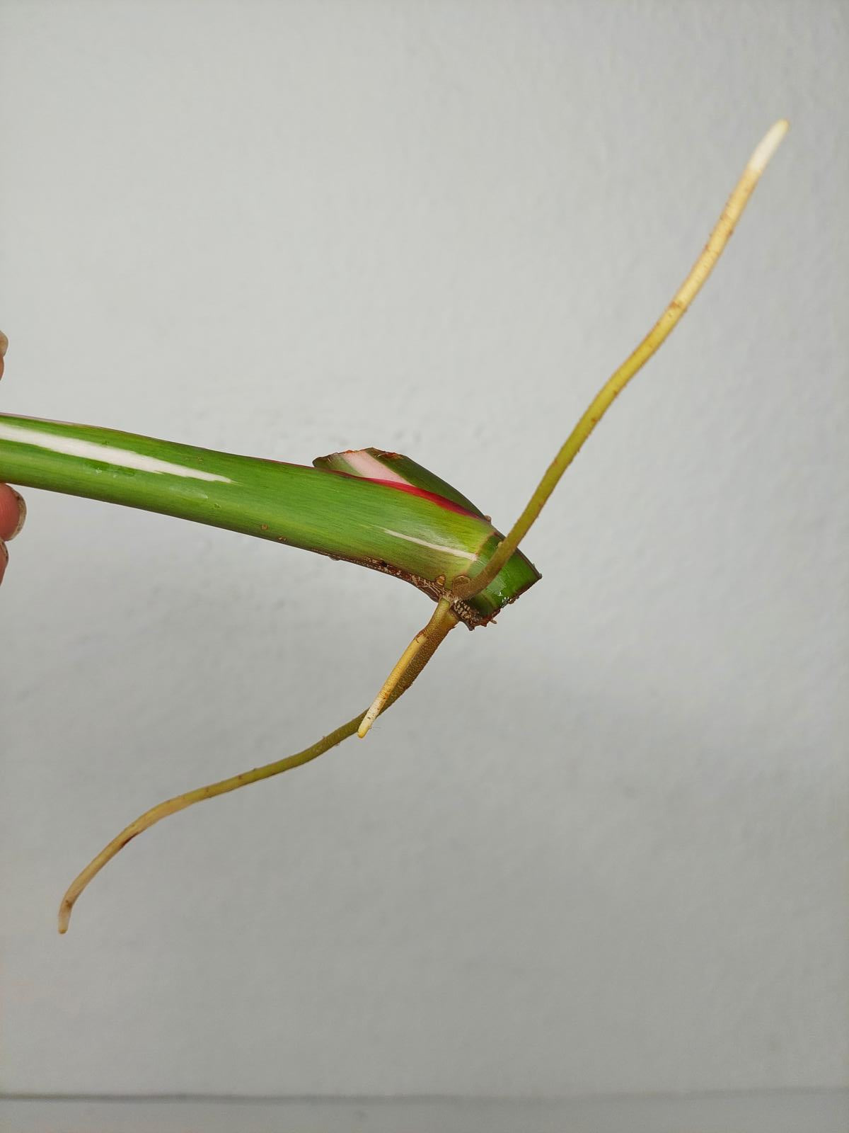 Philodendron White Princess Aurea Tricolor Steckling
