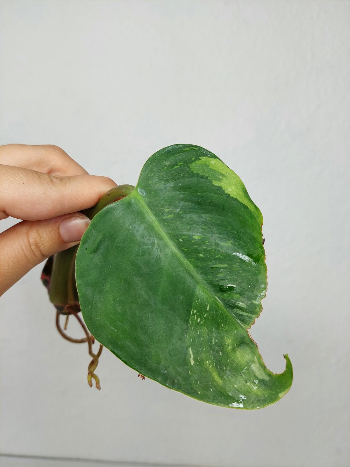Philodendron White Princess Aurea Tricolor Steckling