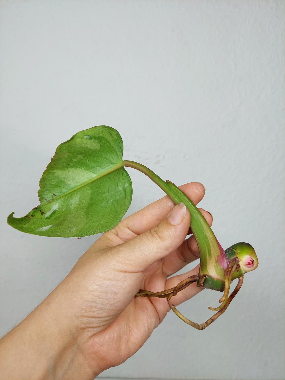 Philodendron White Princess Aurea Tricolor Steckling