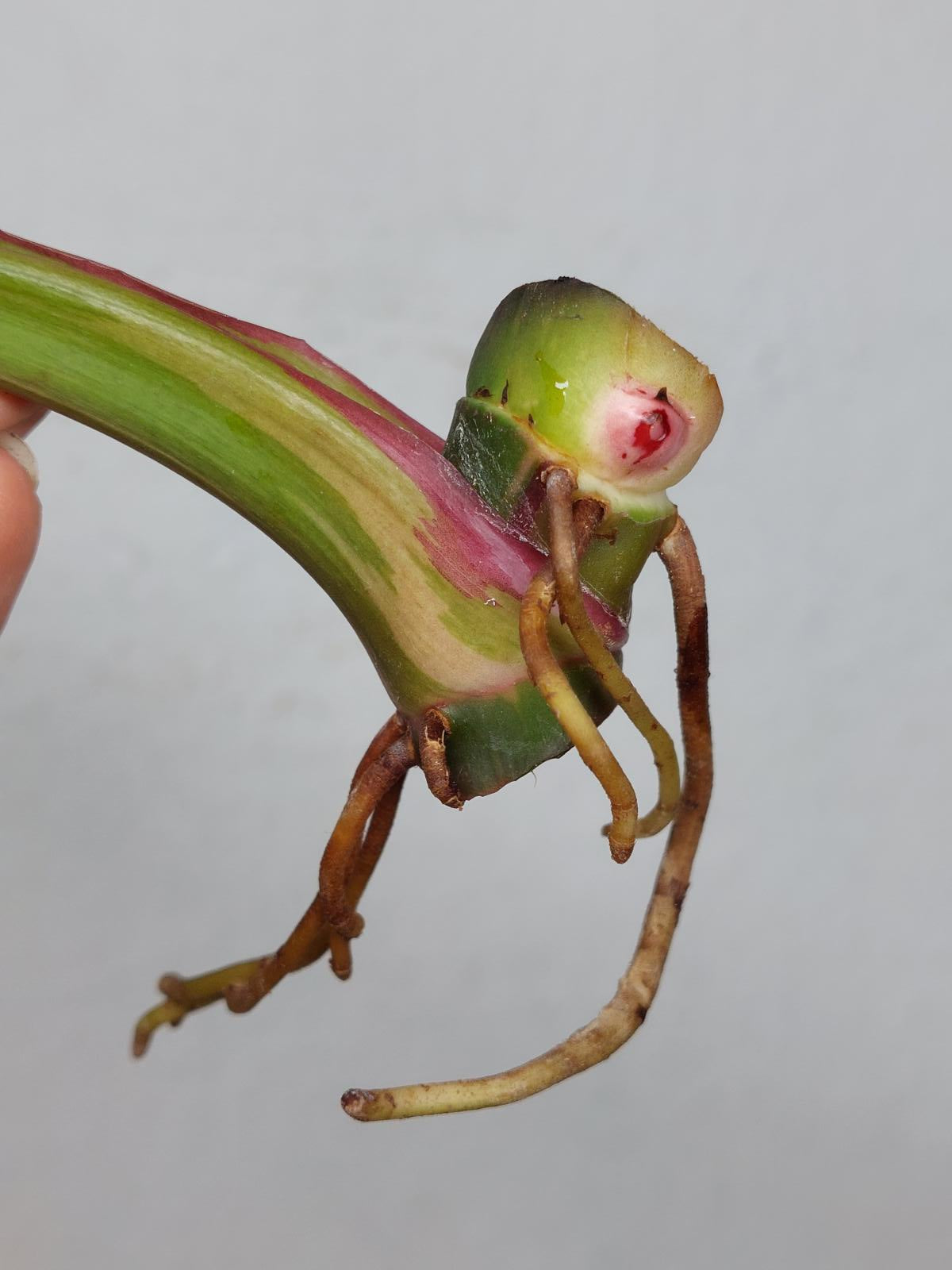 Philodendron White Princess Aurea Tricolor Steckling