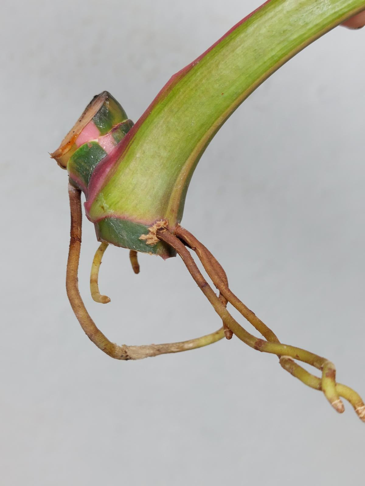 Philodendron White Princess Aurea Tricolor Steckling
