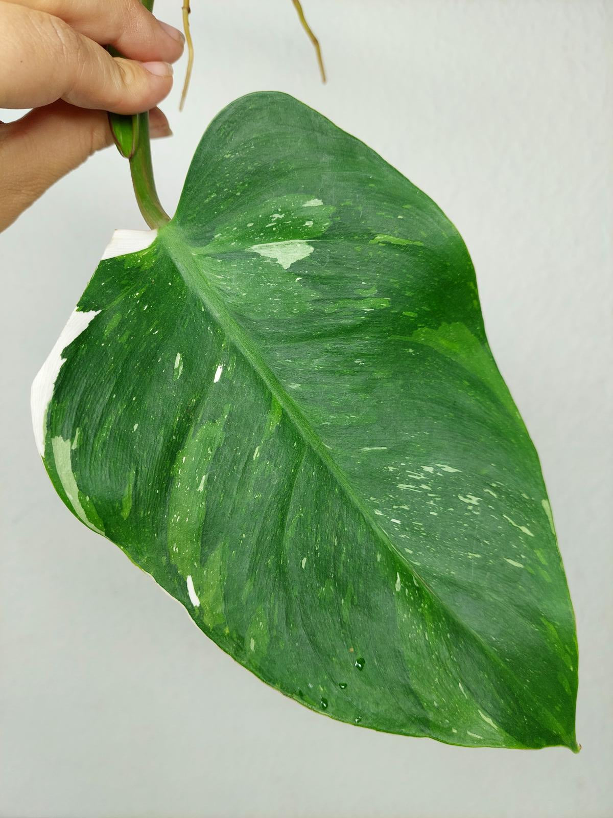Philodendron White Princess Aurea Tricolor Steckling
