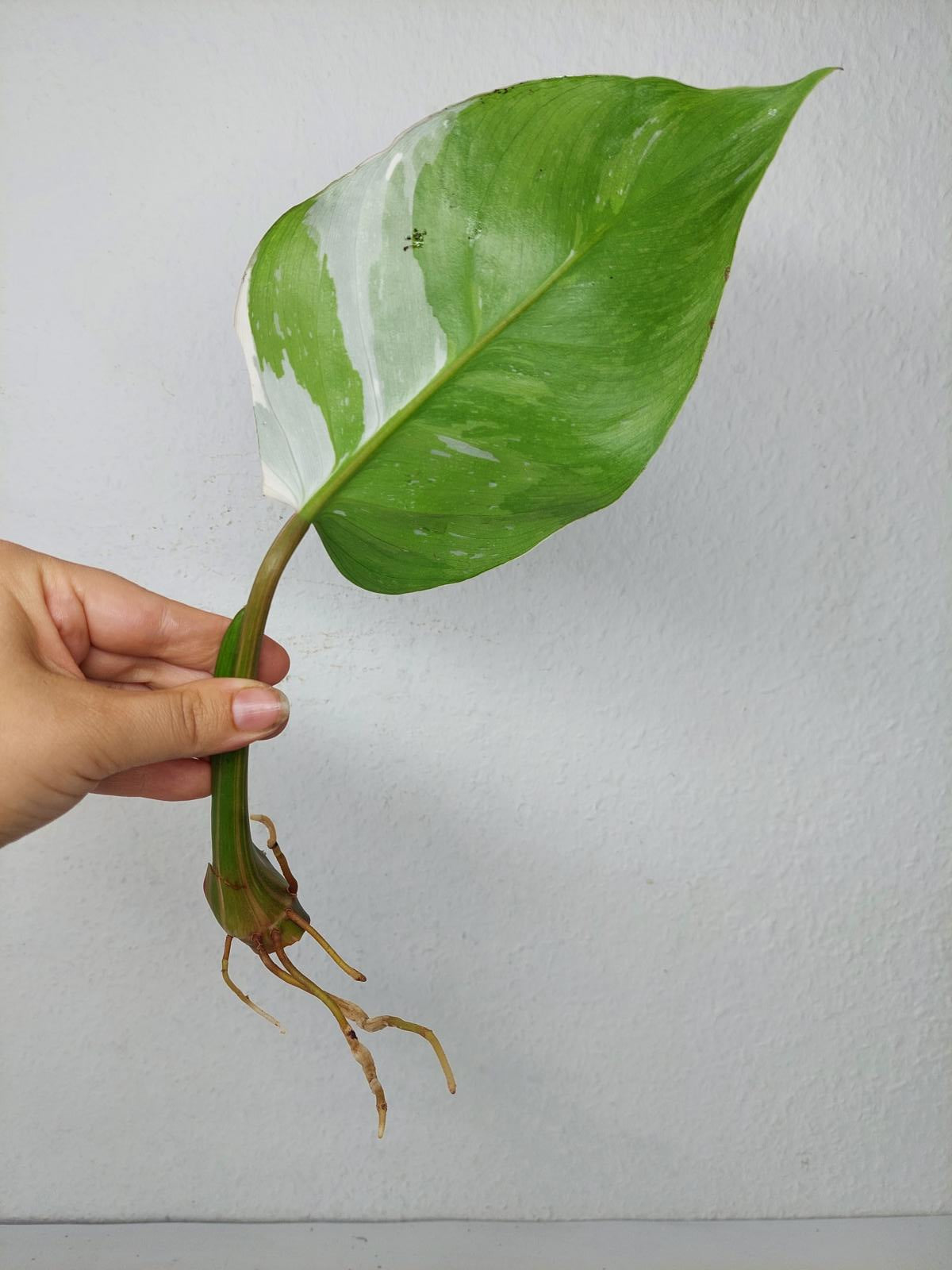 Philodendron White Princess Aurea Tricolor Steckling