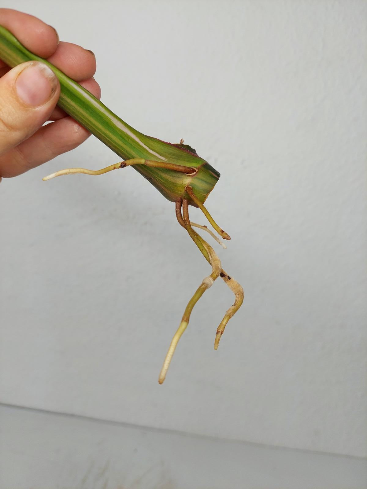 Philodendron White Princess Aurea Tricolor Steckling