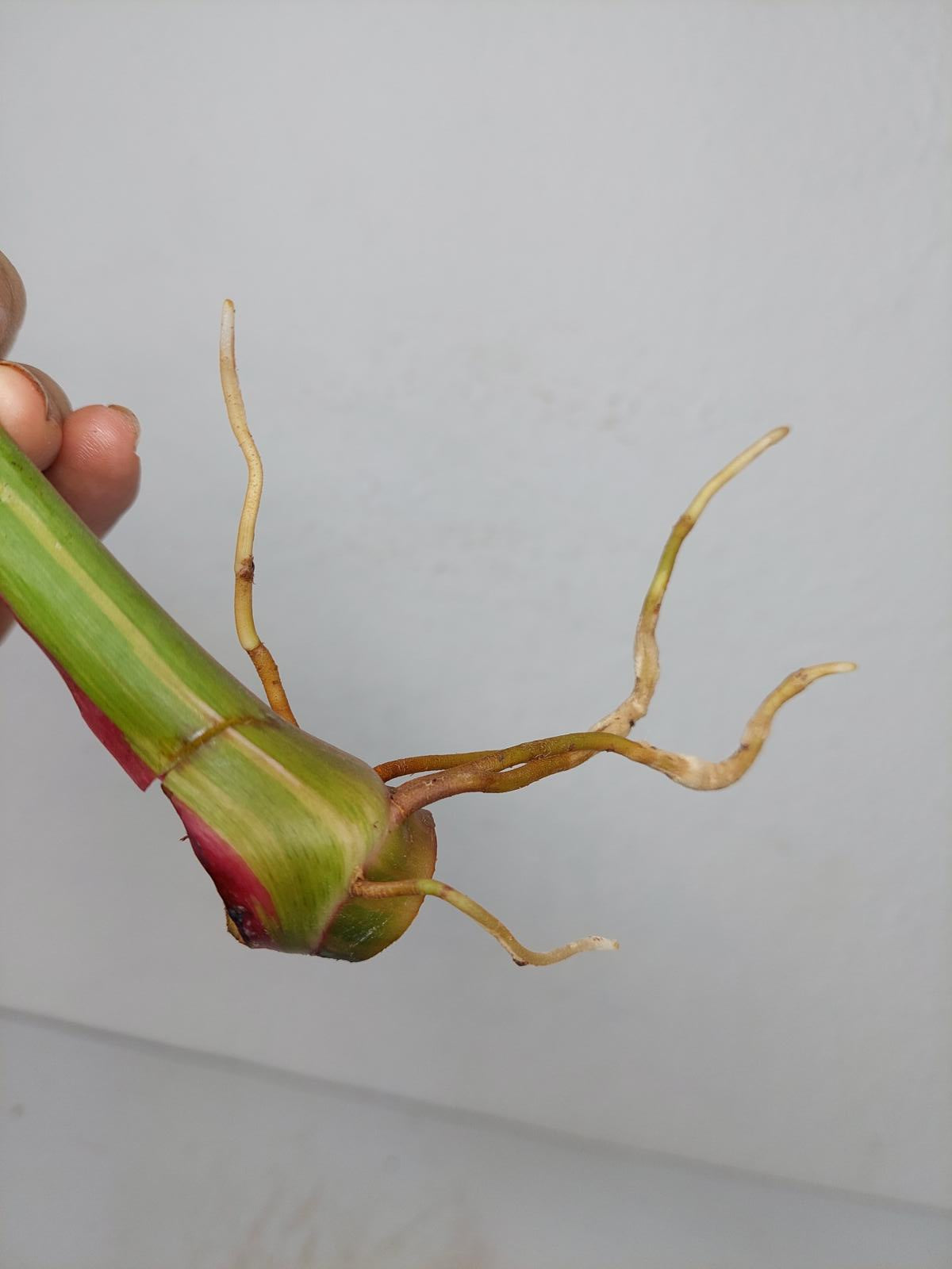Philodendron White Princess Aurea Tricolor Steckling