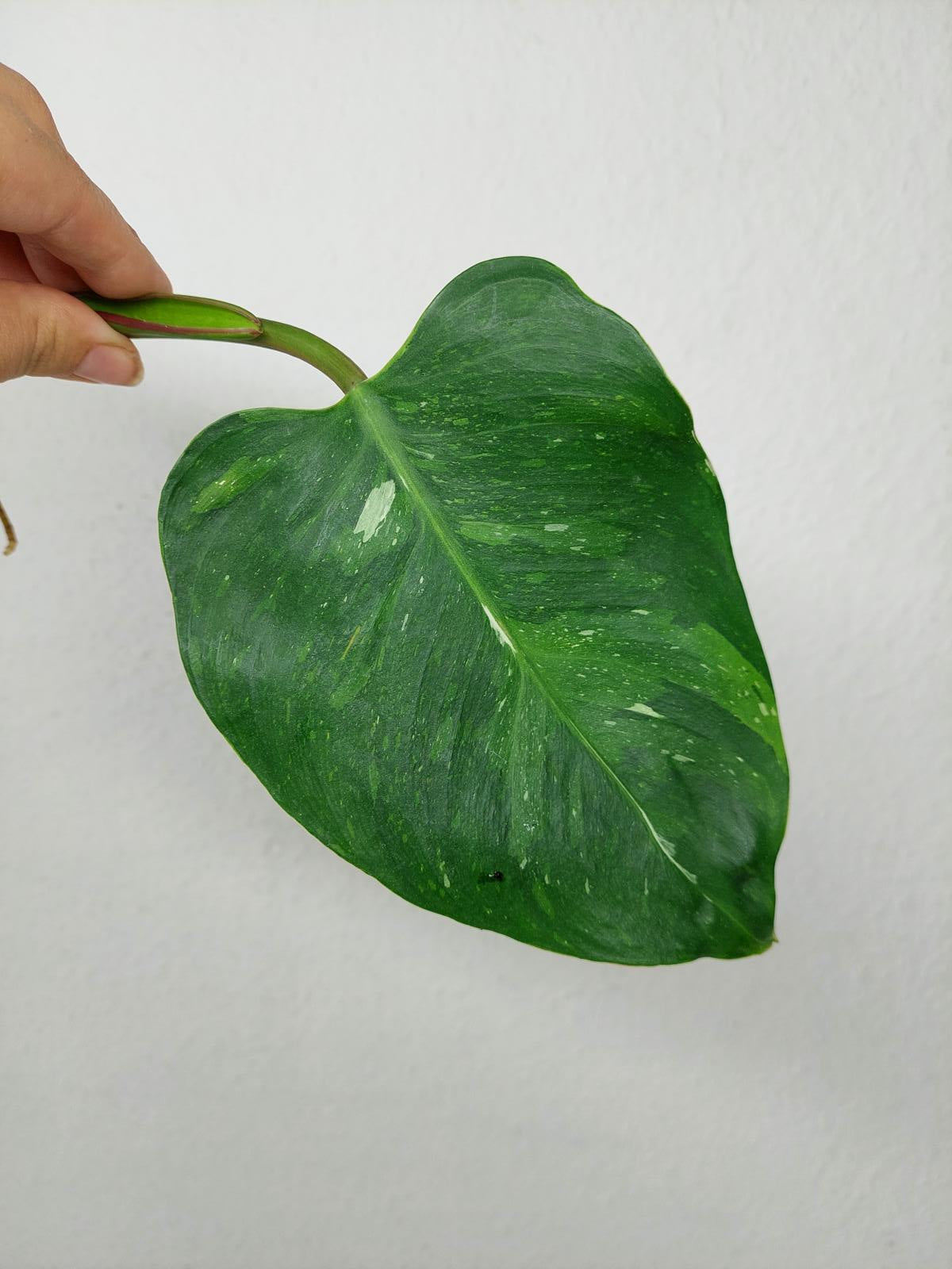 Philodendron White Princess Aurea Tricolor Steckling
