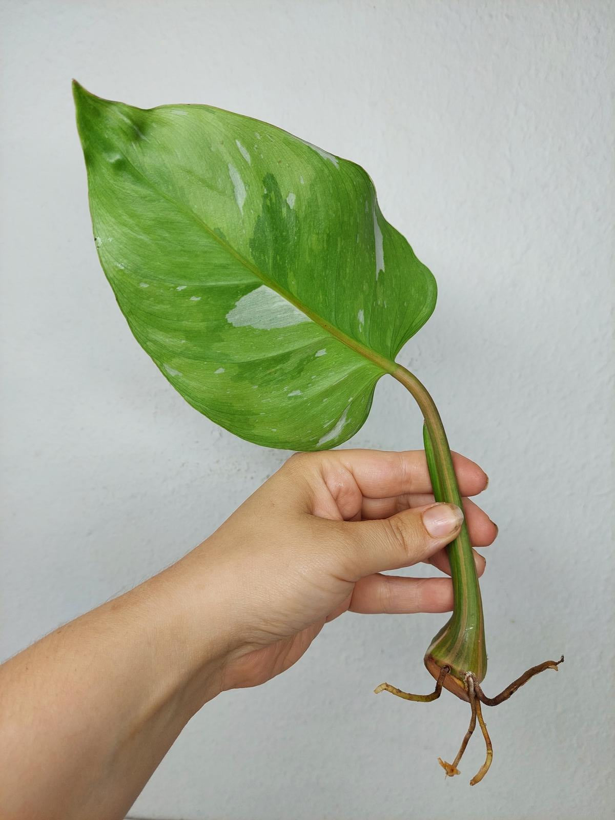 Philodendron White Princess Aurea Tricolor Steckling