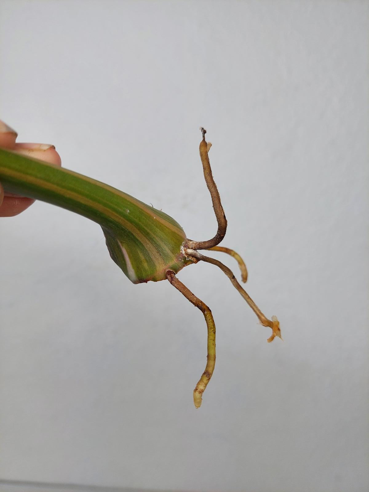 Philodendron White Princess Aurea Tricolor Steckling