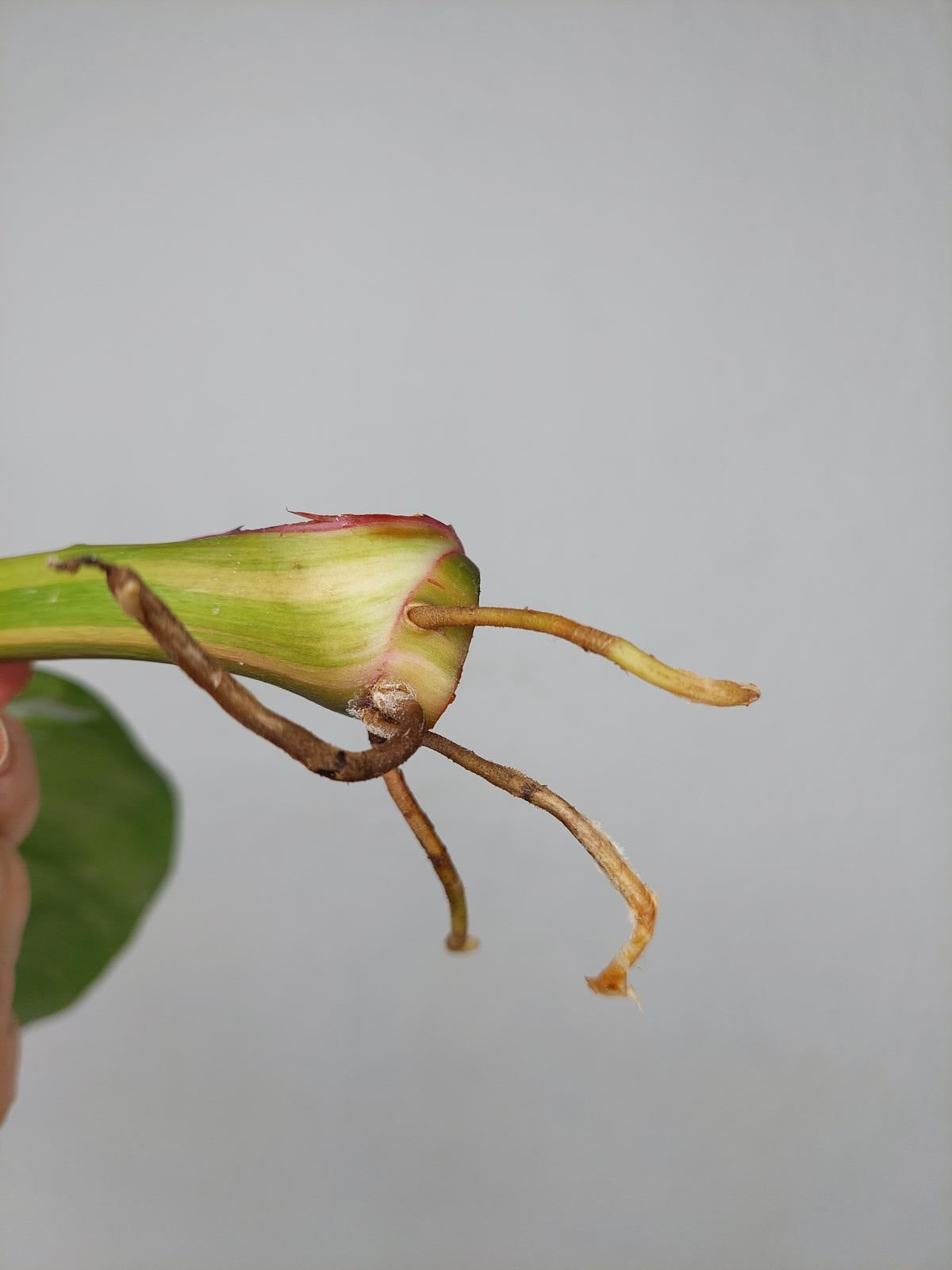 Philodendron White Princess Aurea Tricolor Steckling