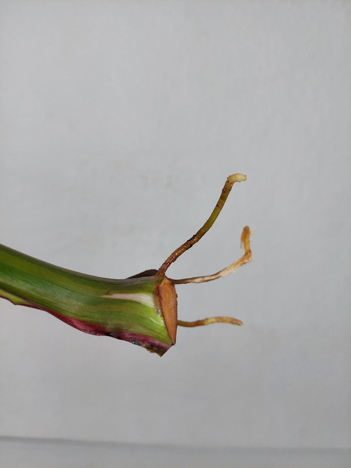 Philodendron White Princess Aurea Tricolor Steckling