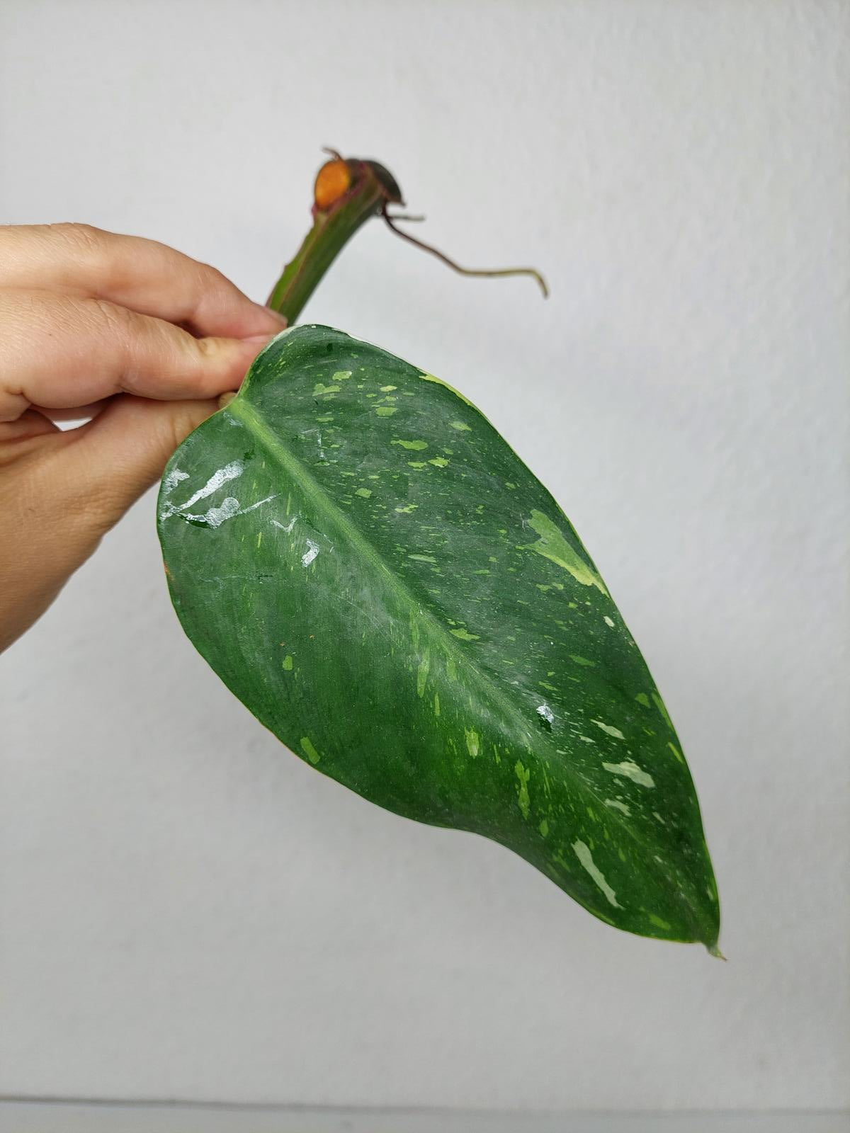 Philodendron White Princess Aurea Tricolor Steckling