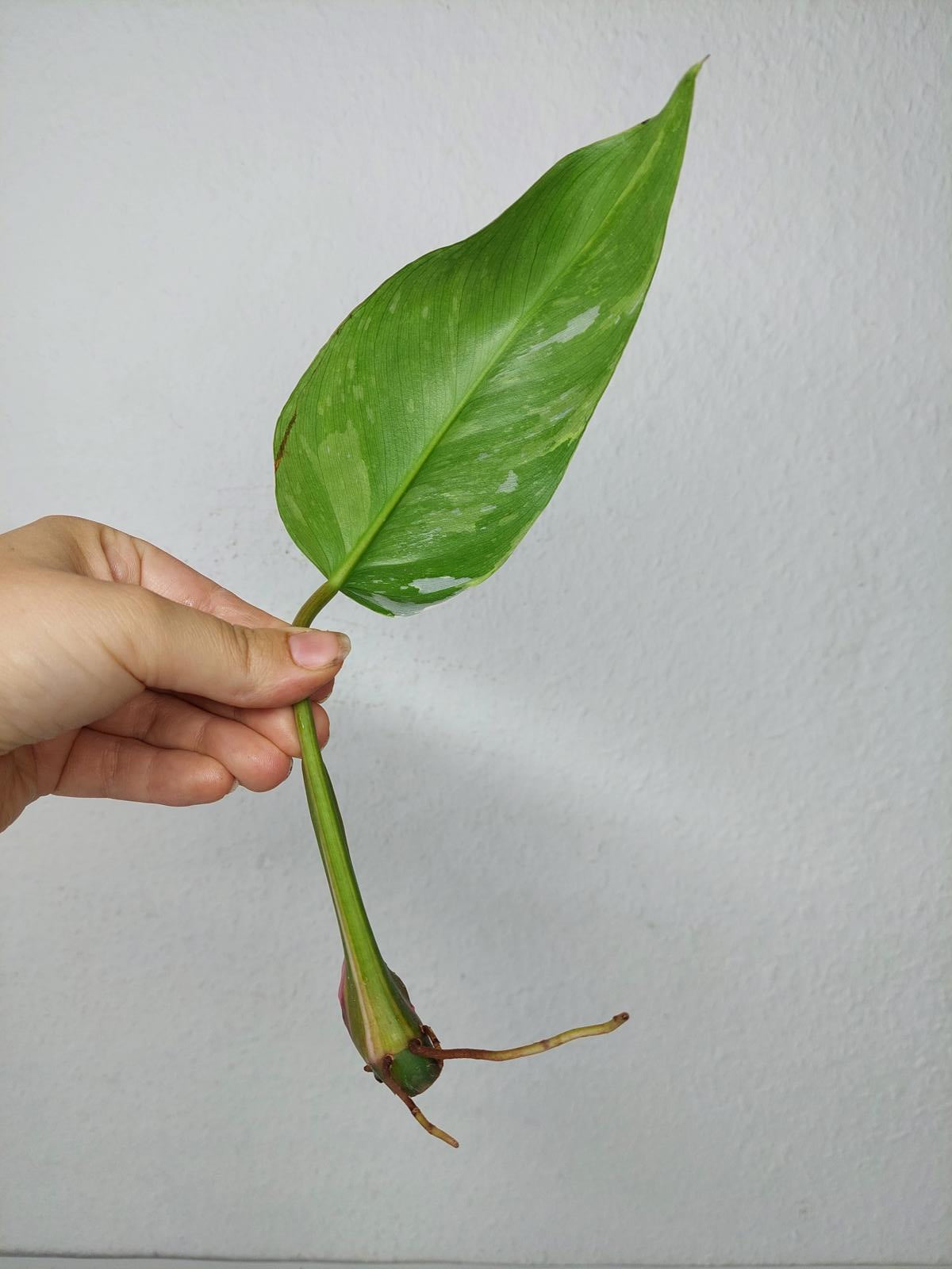 Philodendron White Princess Aurea Tricolor Steckling