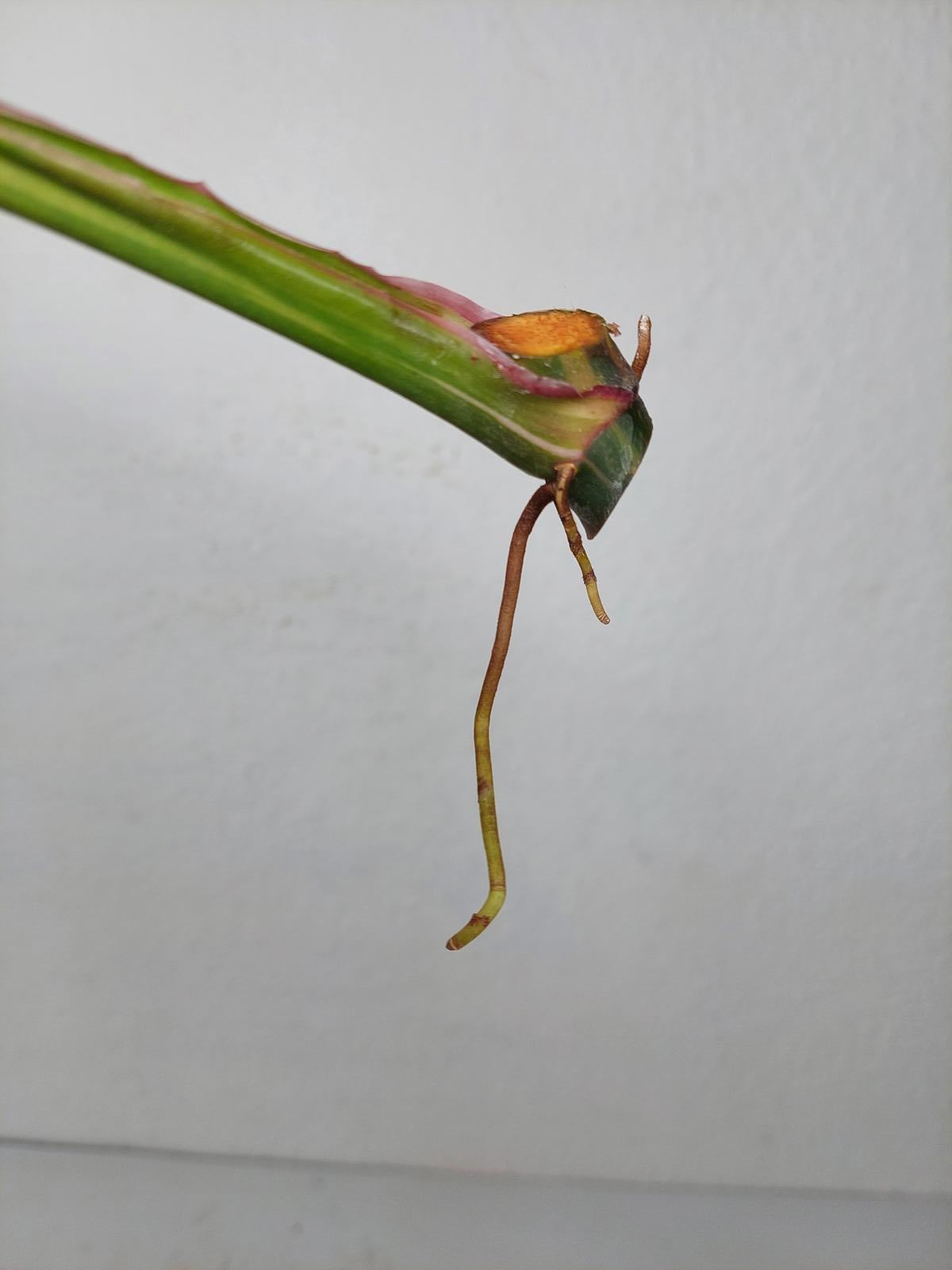 Philodendron White Princess Aurea Tricolor Steckling