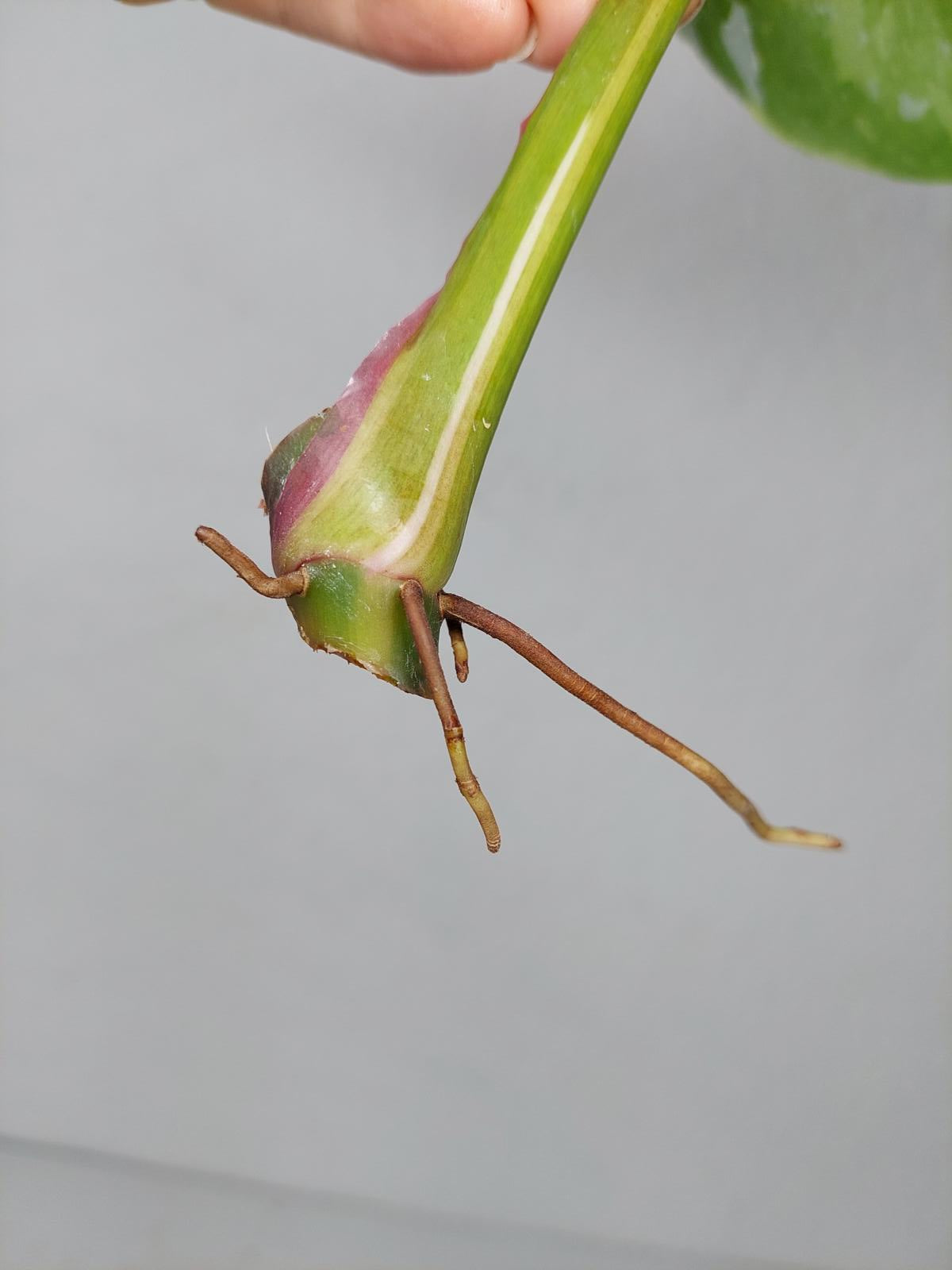 Philodendron White Princess Aurea Tricolor Steckling