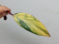 Philodendron Strawberry Shake Steckling