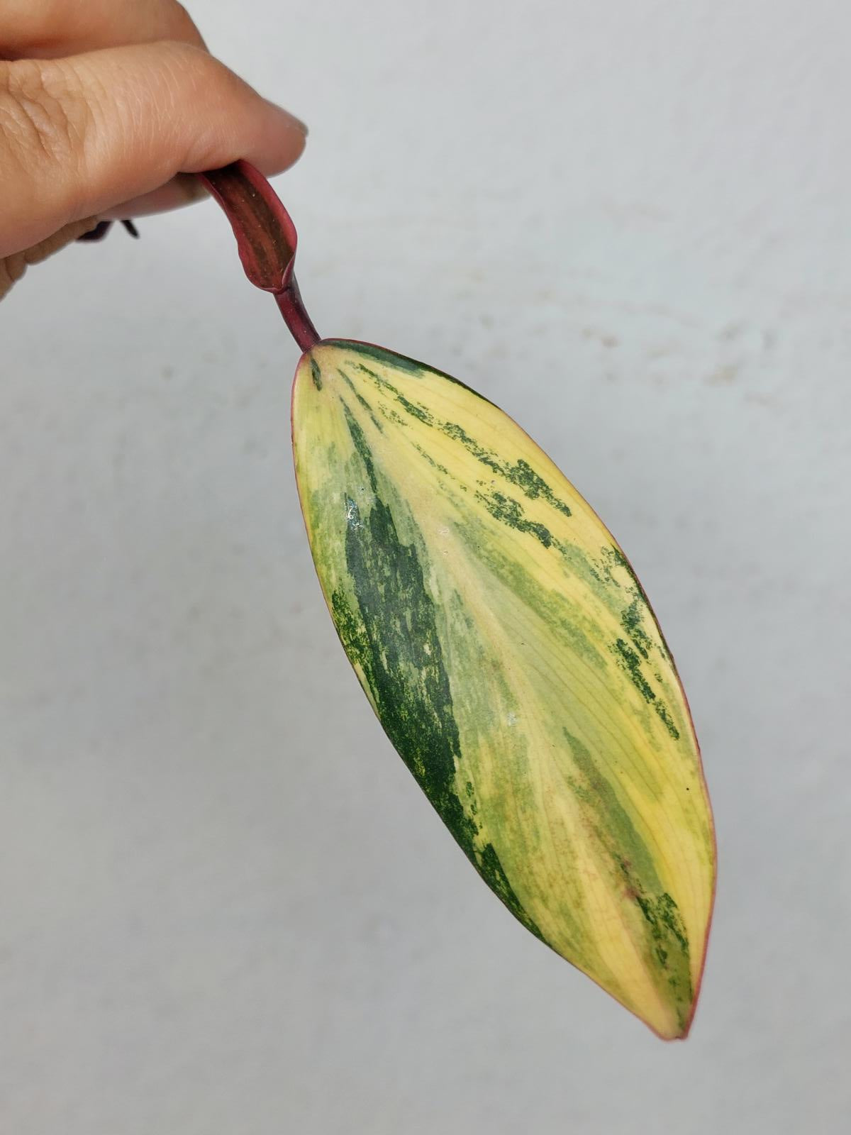 Philodendron Strawberry Shake Steckling