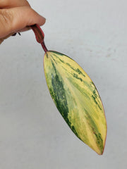 Philodendron Strawberry Shake Steckling