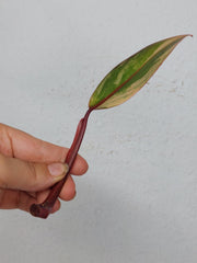 Philodendron Strawberry Shake Steckling