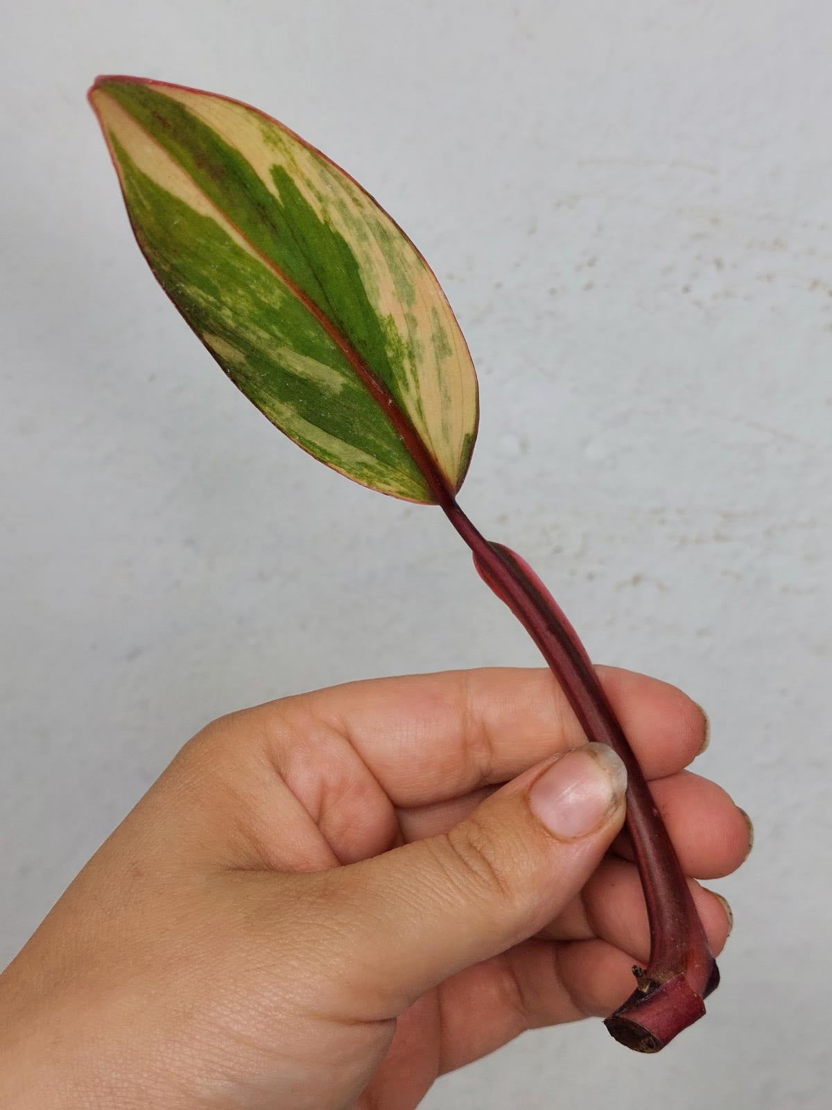 Philodendron Strawberry Shake Steckling