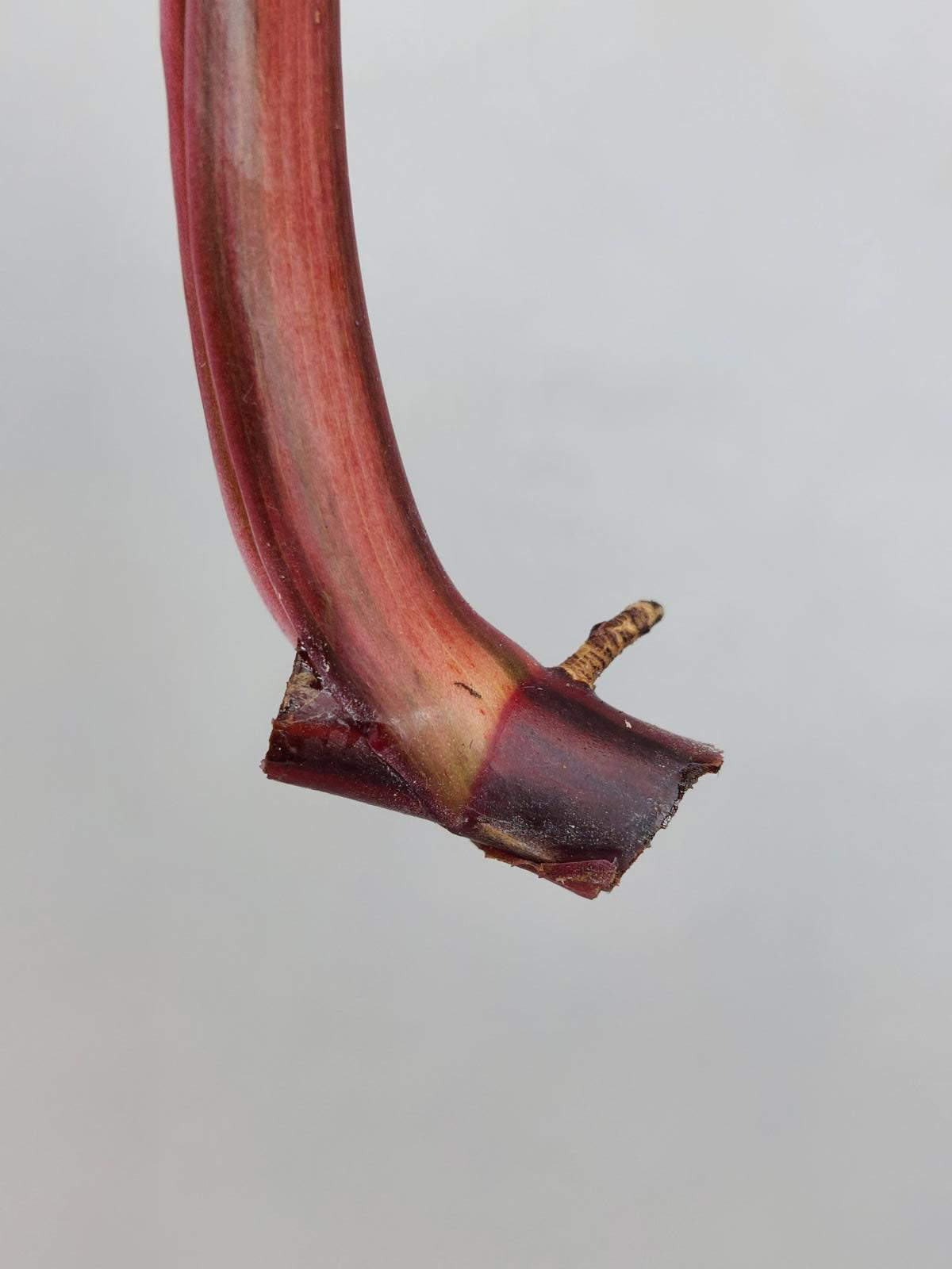 Philodendron Strawberry Shake Steckling