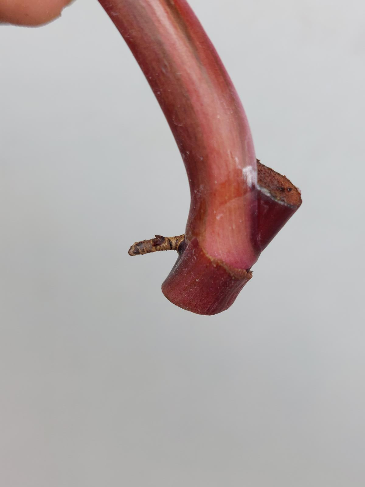 Philodendron Strawberry Shake Steckling