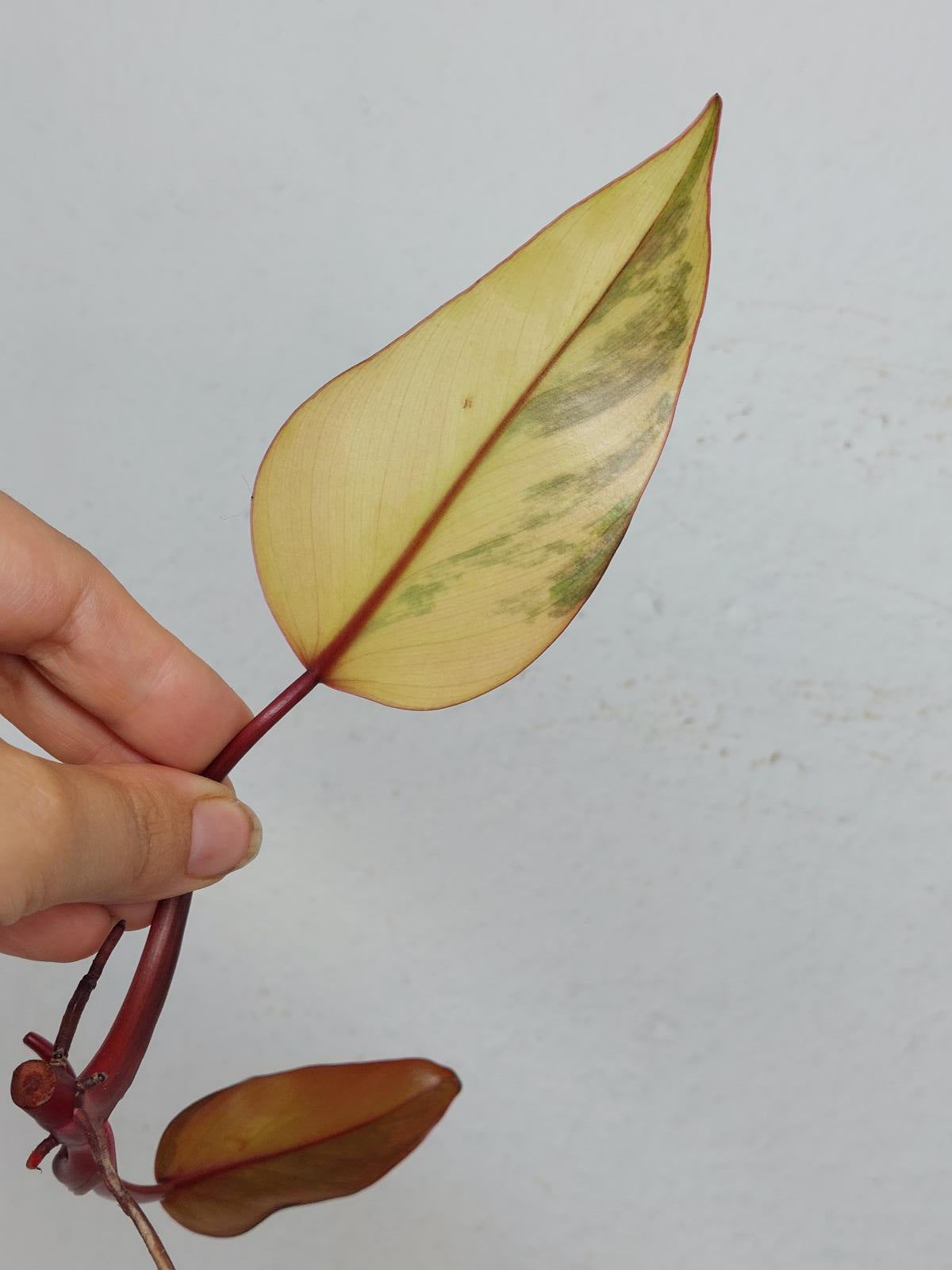 Philodendron Strawberry Shake Steckling