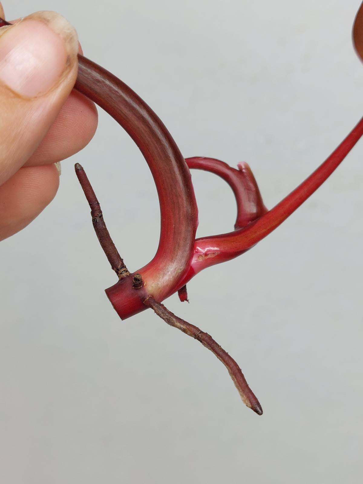 Philodendron Strawberry Shake Steckling