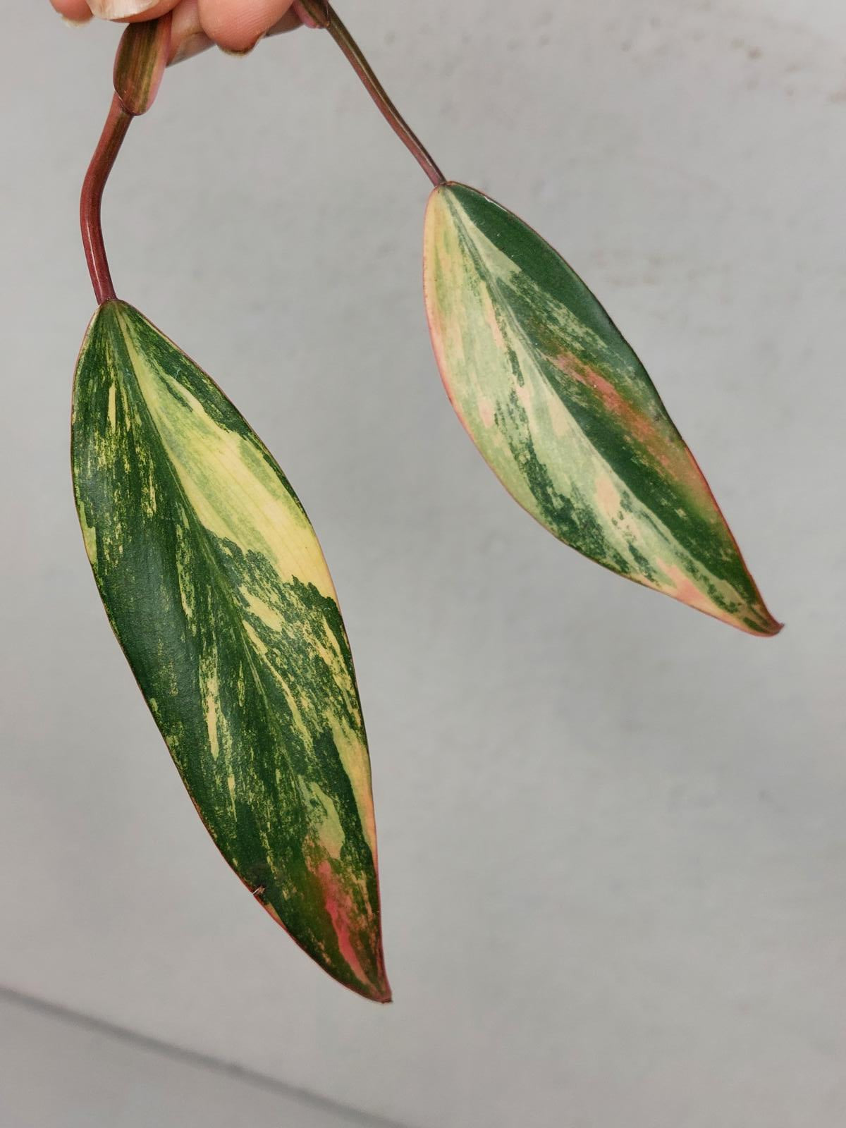 Philodendron Strawberry Shake Steckling