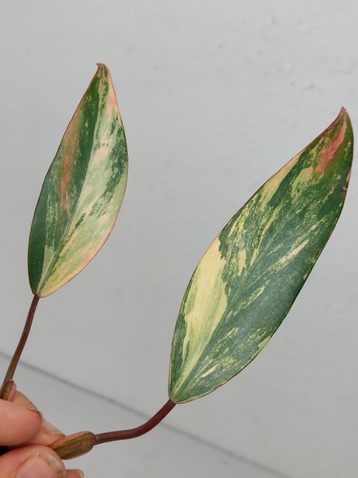 Philodendron Strawberry Shake Steckling