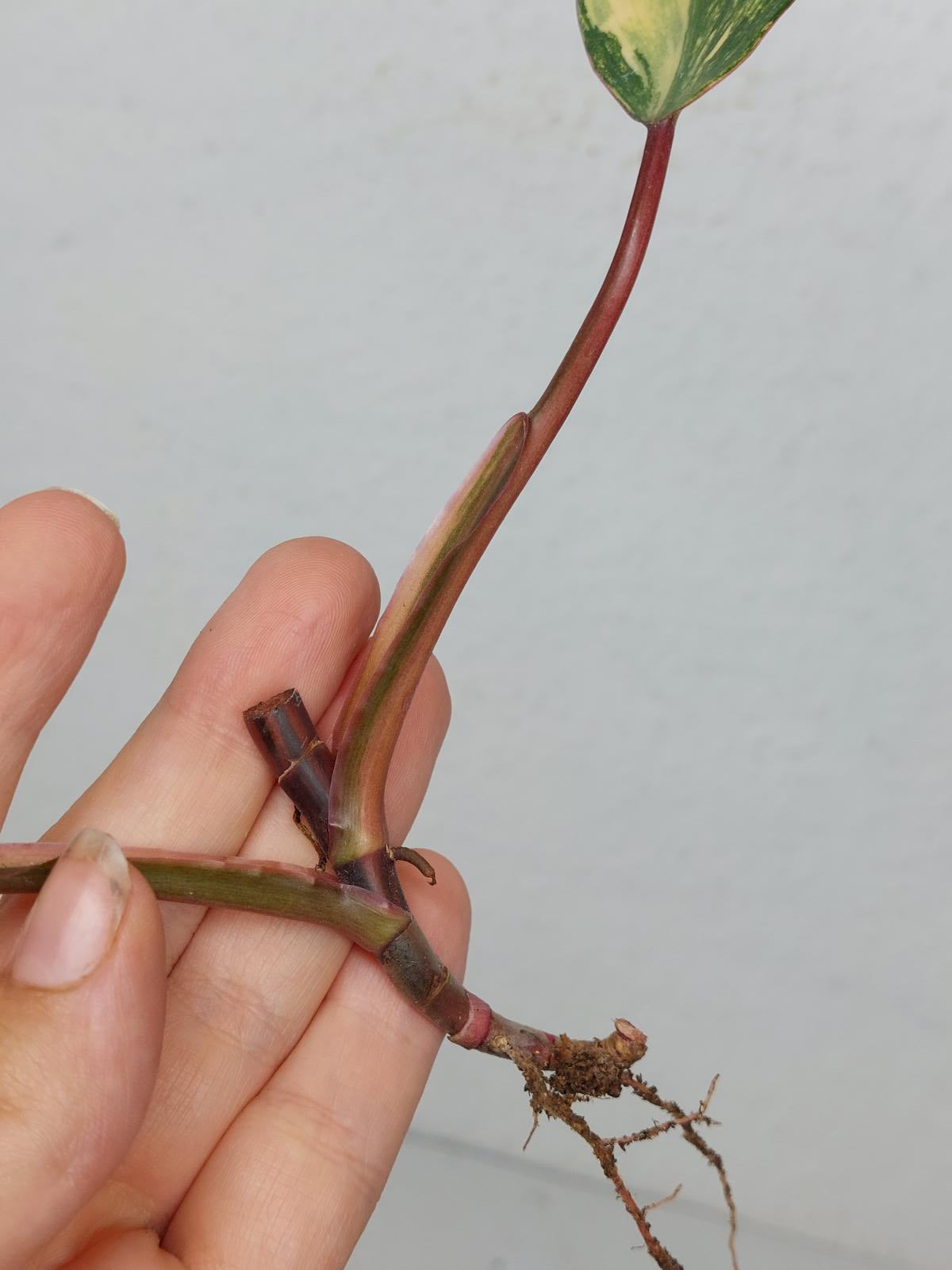 Philodendron Strawberry Shake Steckling