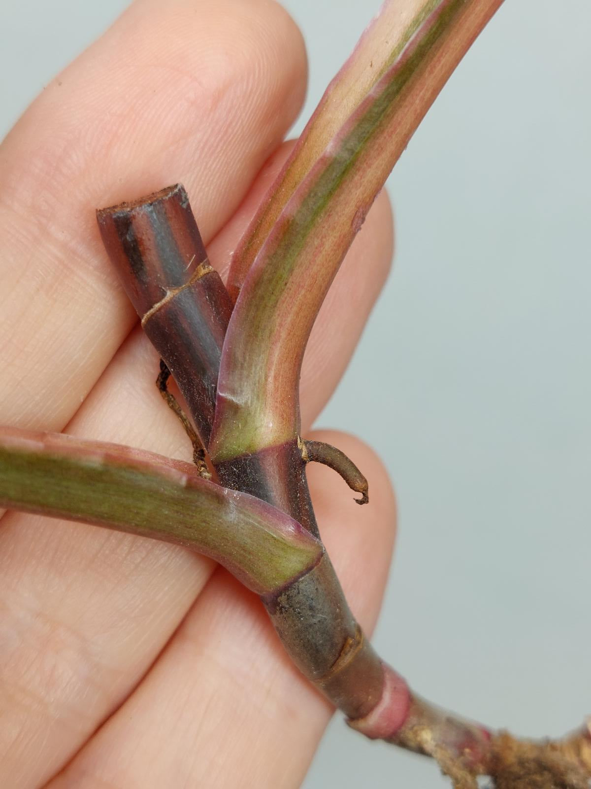 Philodendron Strawberry Shake Steckling