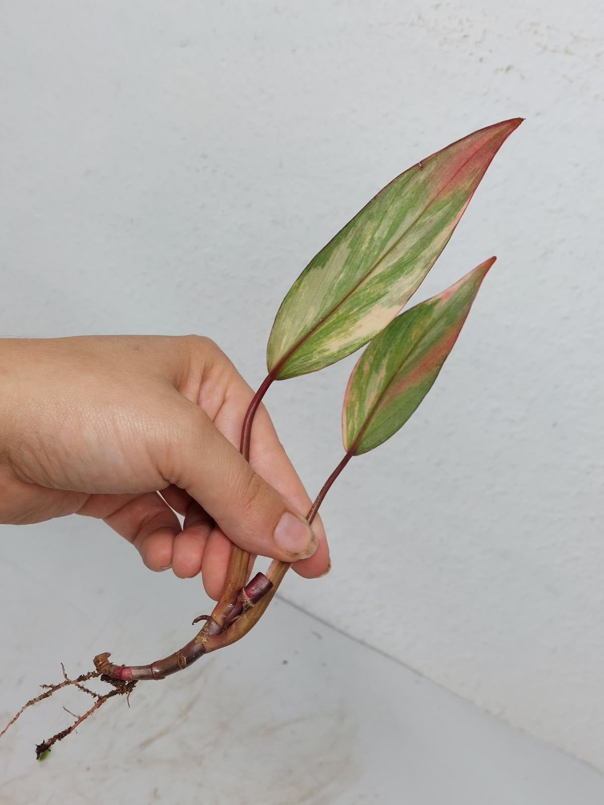 Philodendron Strawberry Shake Steckling