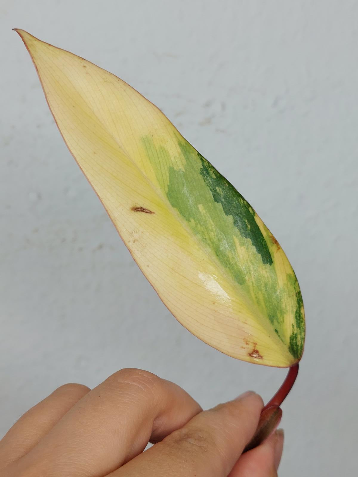 Philodendron Strawberry Shake Steckling