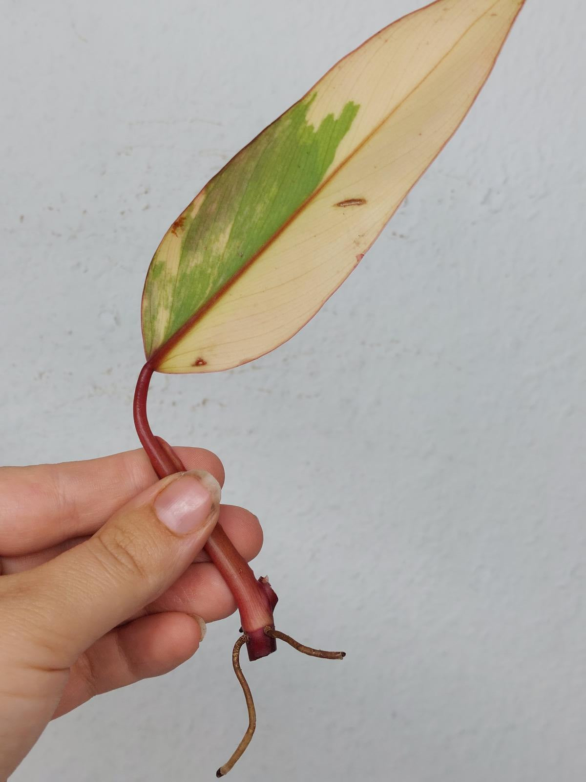 Philodendron Strawberry Shake Steckling