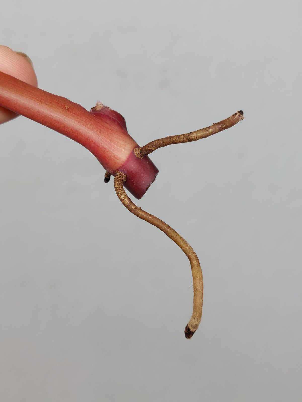 Philodendron Strawberry Shake Steckling