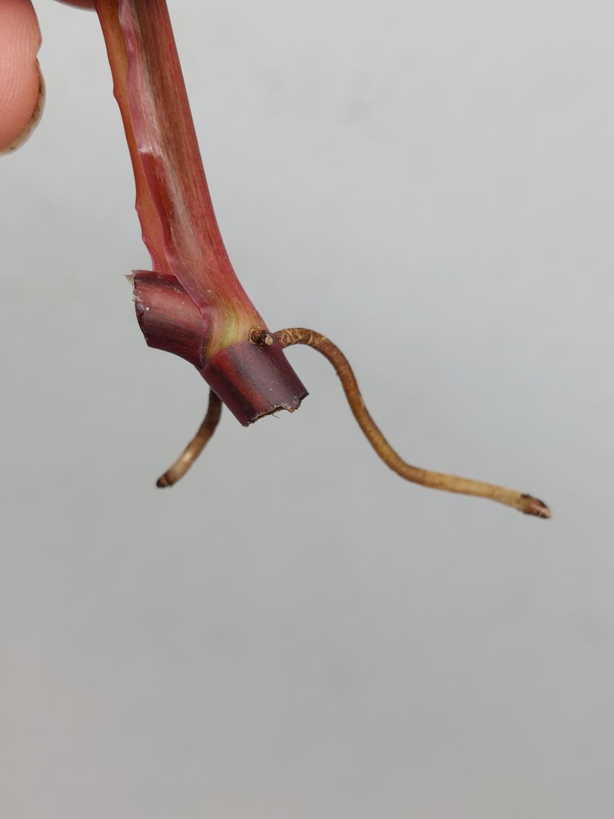 Philodendron Strawberry Shake Steckling